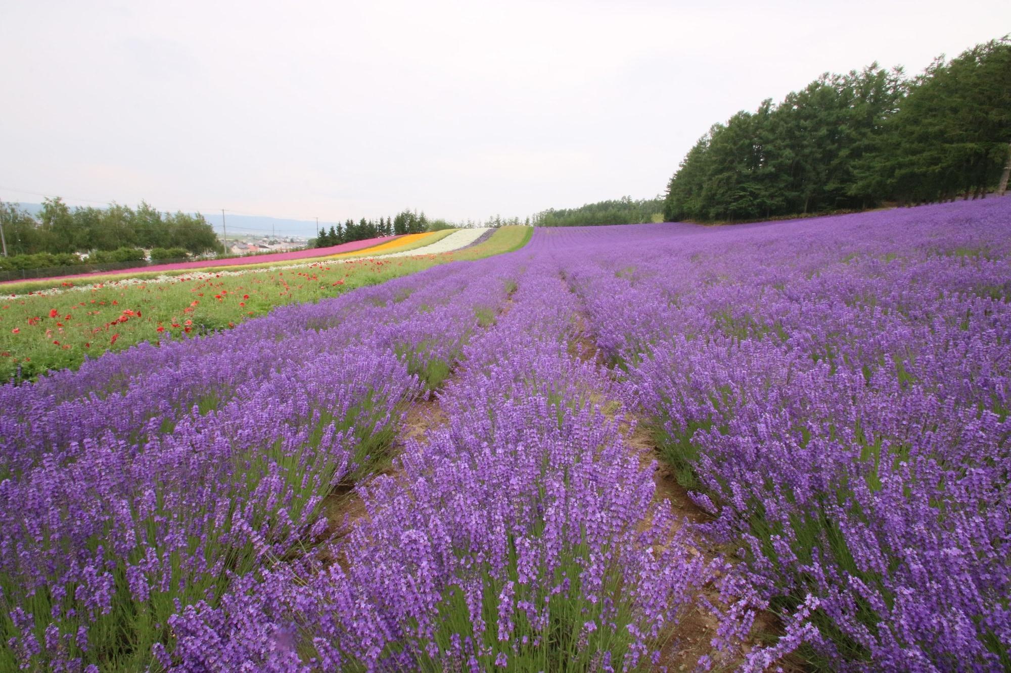 Hotel Furano Shiyuirin Kamifurano Exteriér fotografie