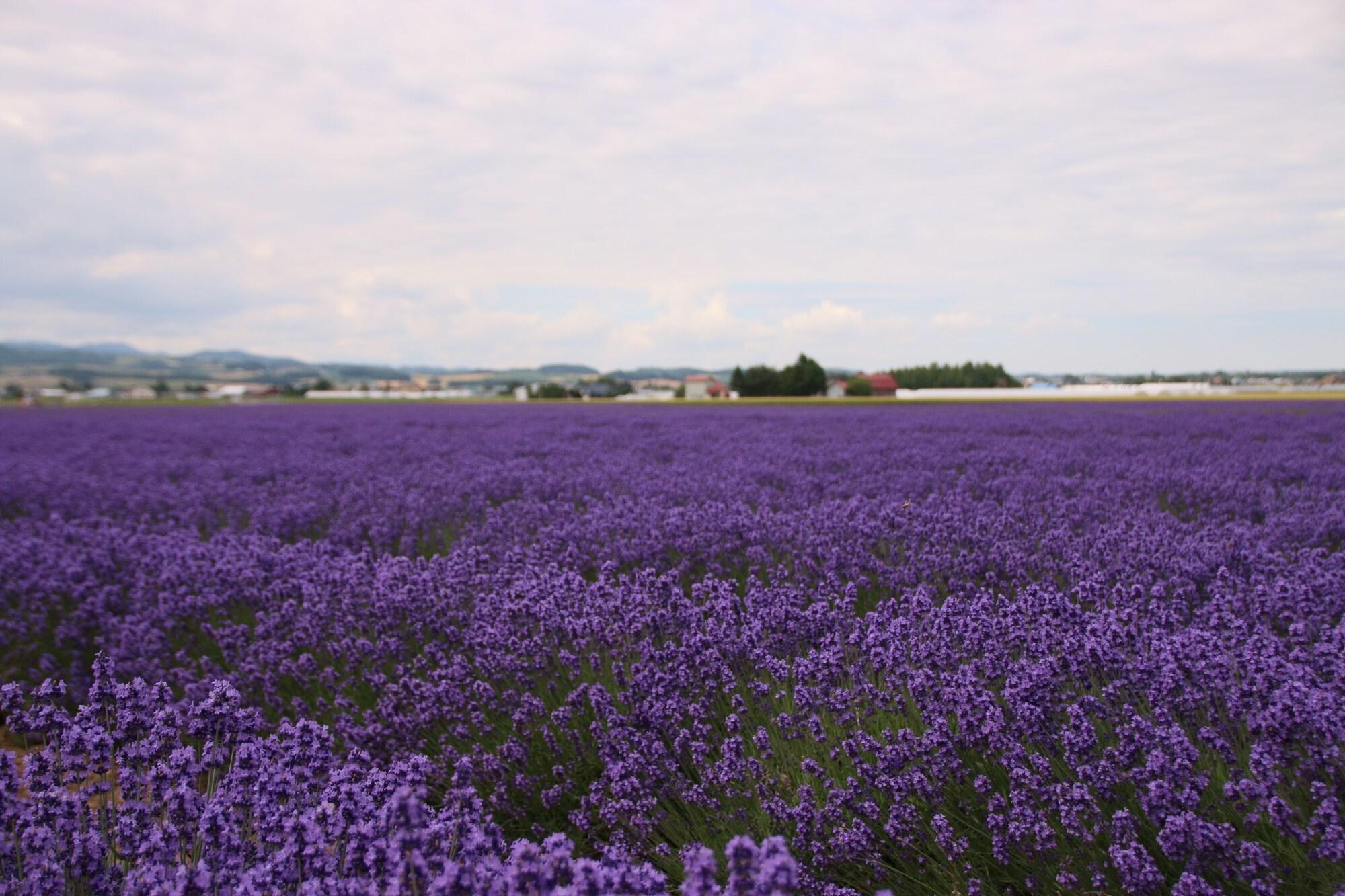 Hotel Furano Shiyuirin Kamifurano Exteriér fotografie